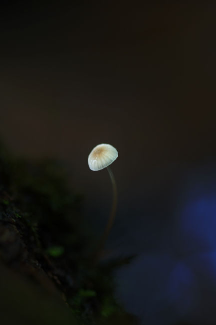 Bolet minimalista
