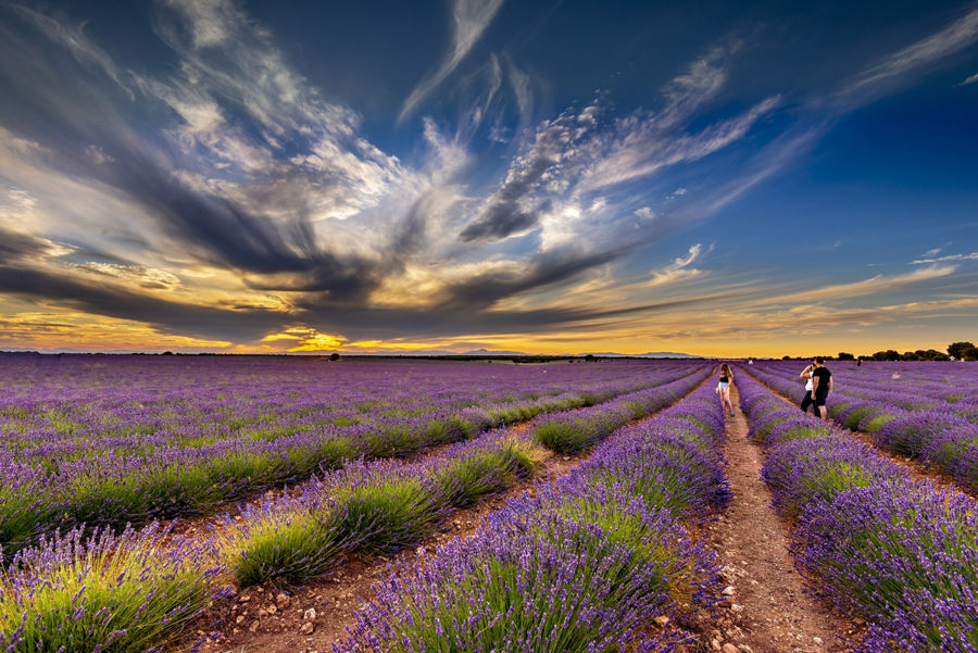 Puesta de sol en los campos de Lavanda