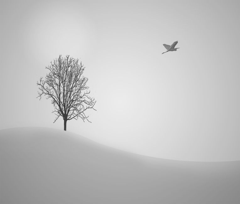 arbre - ocell