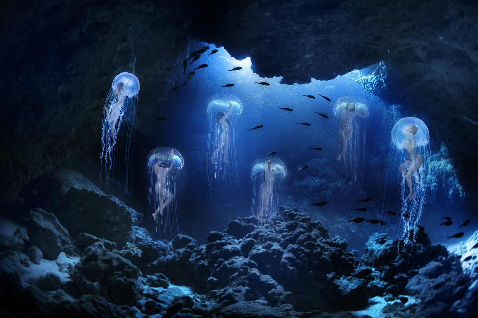 eclosion de meduses 