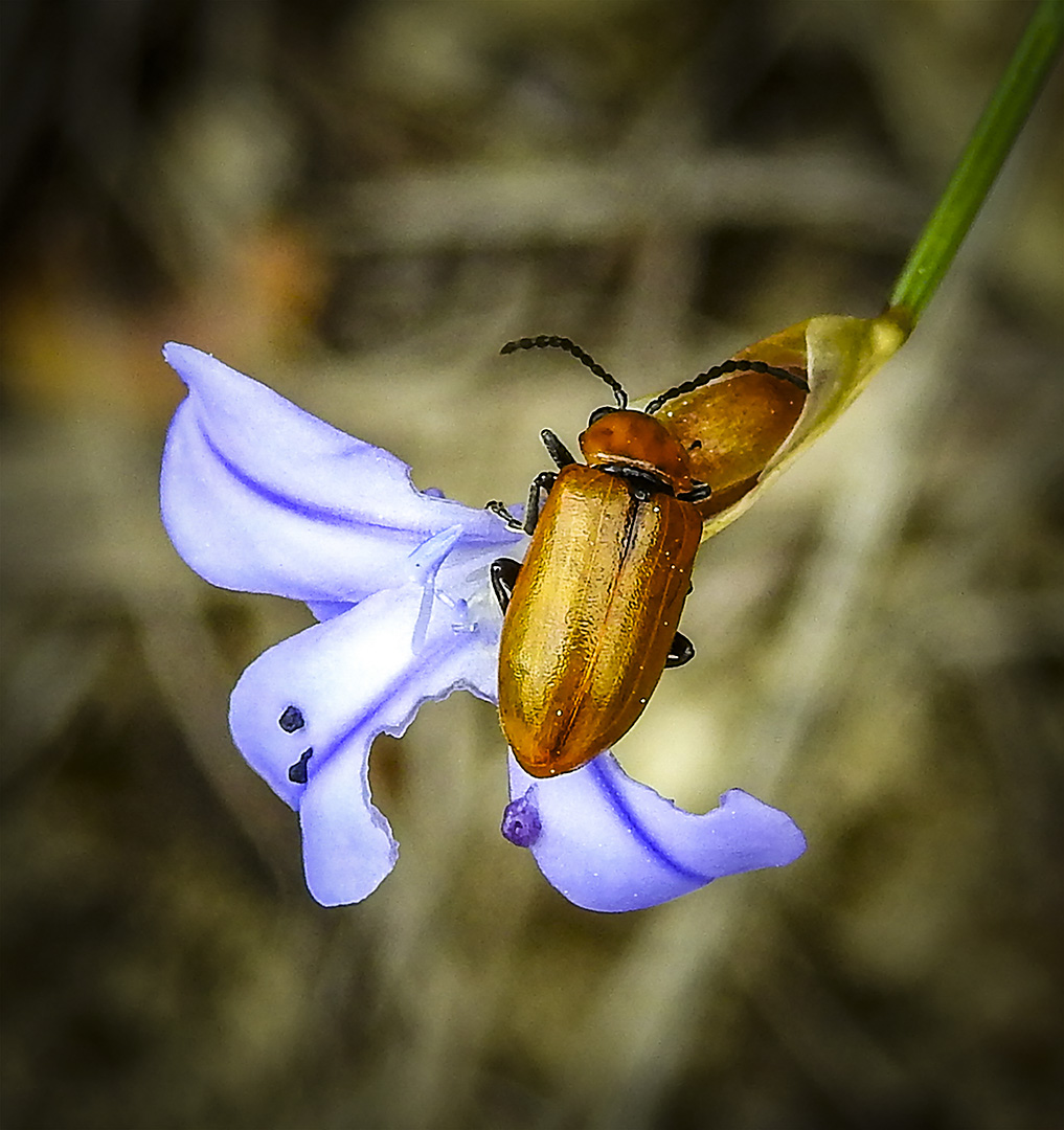 Escarabajo en flor