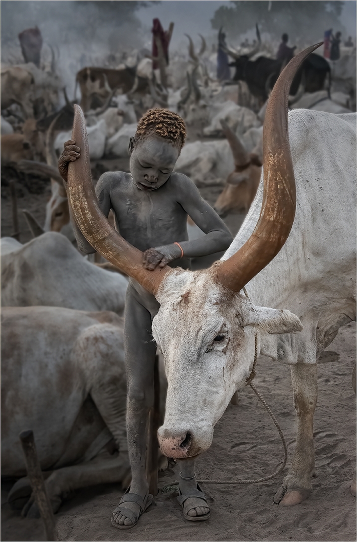 Petit Mundari cuidan la seva vaca