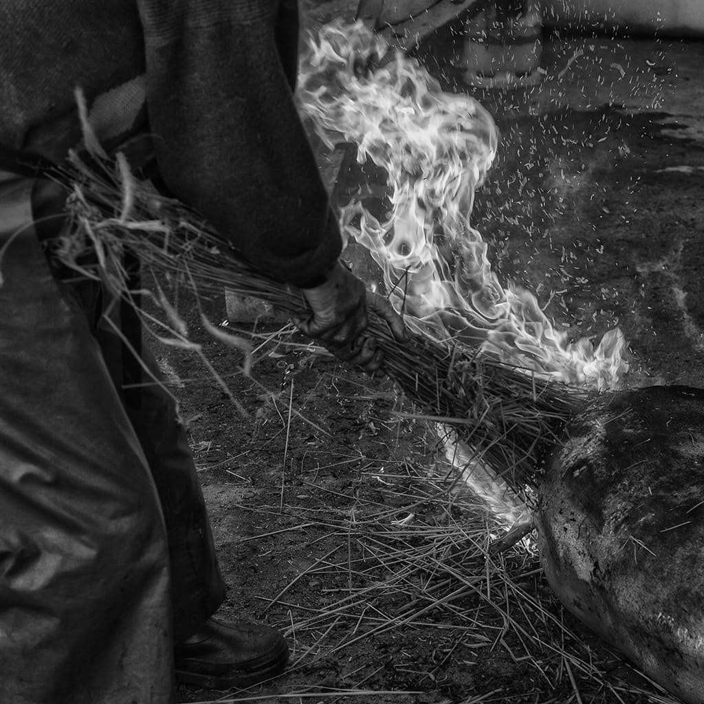 Matansa do porco a moda antiga - chamuscar com palha