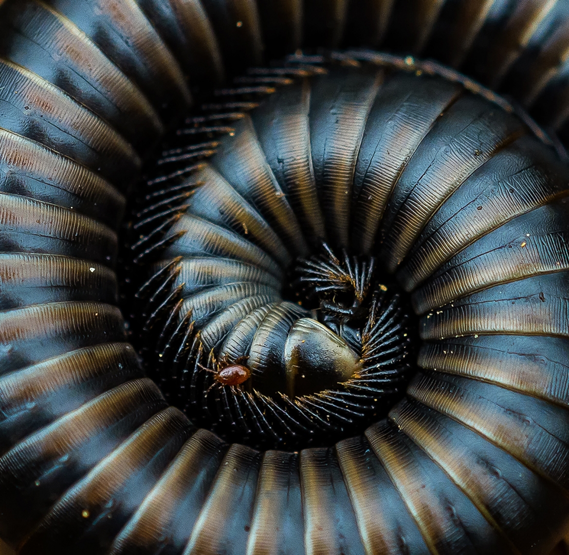 Natura espiral