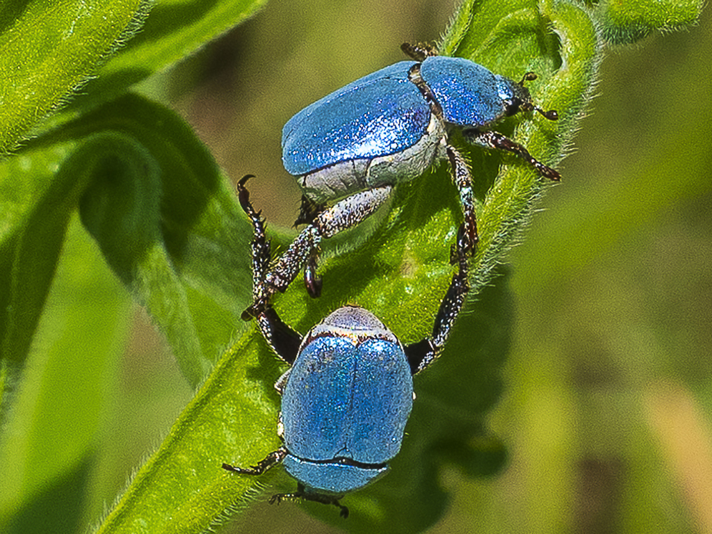 Coleóptero azul