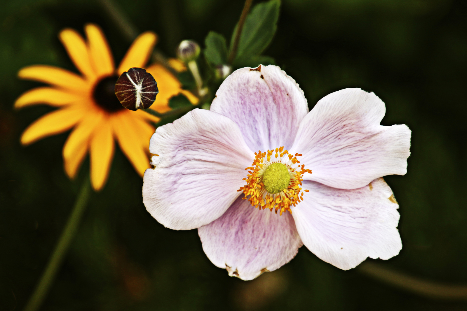 2210 Flor d'anemona