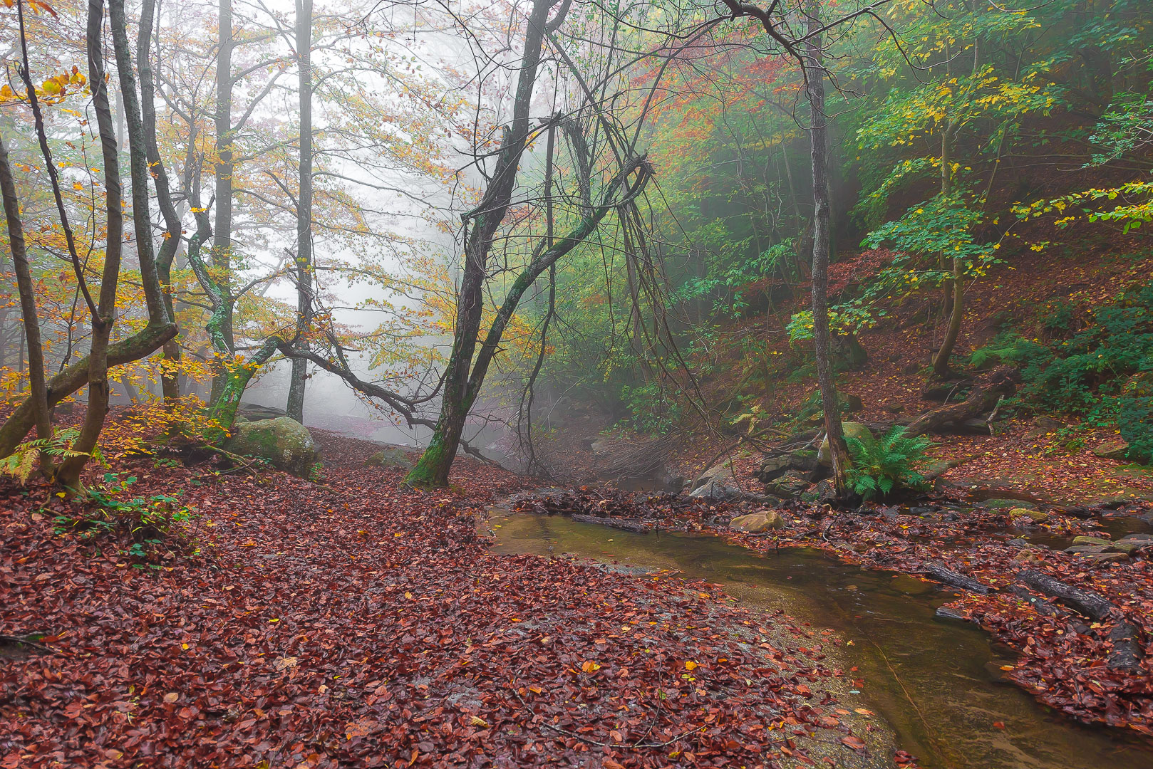 River in the fog