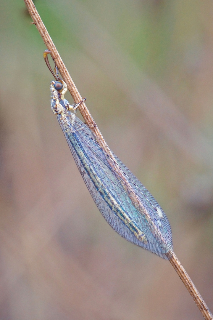 Mirmeleòntid