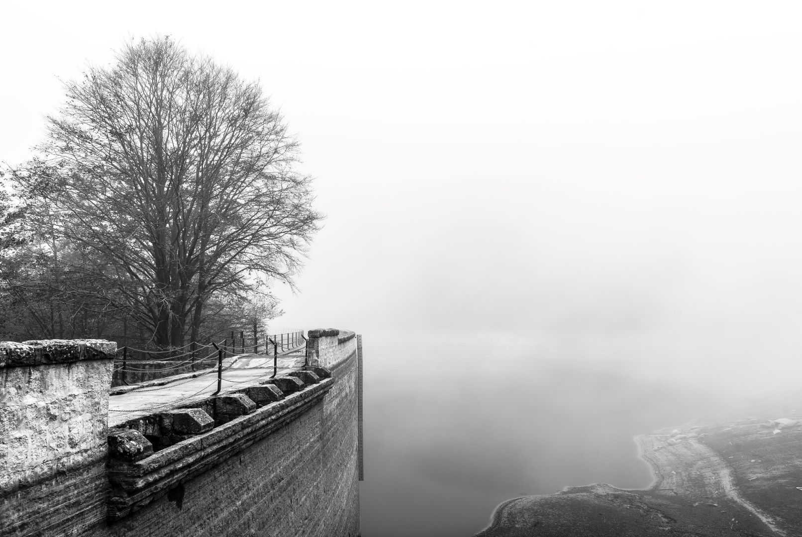 TREE IN THE MIST