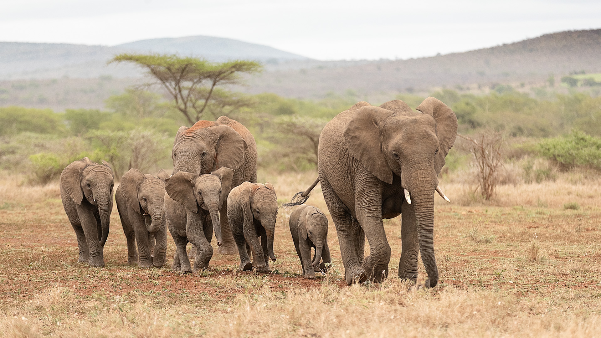 Manada d'elefants