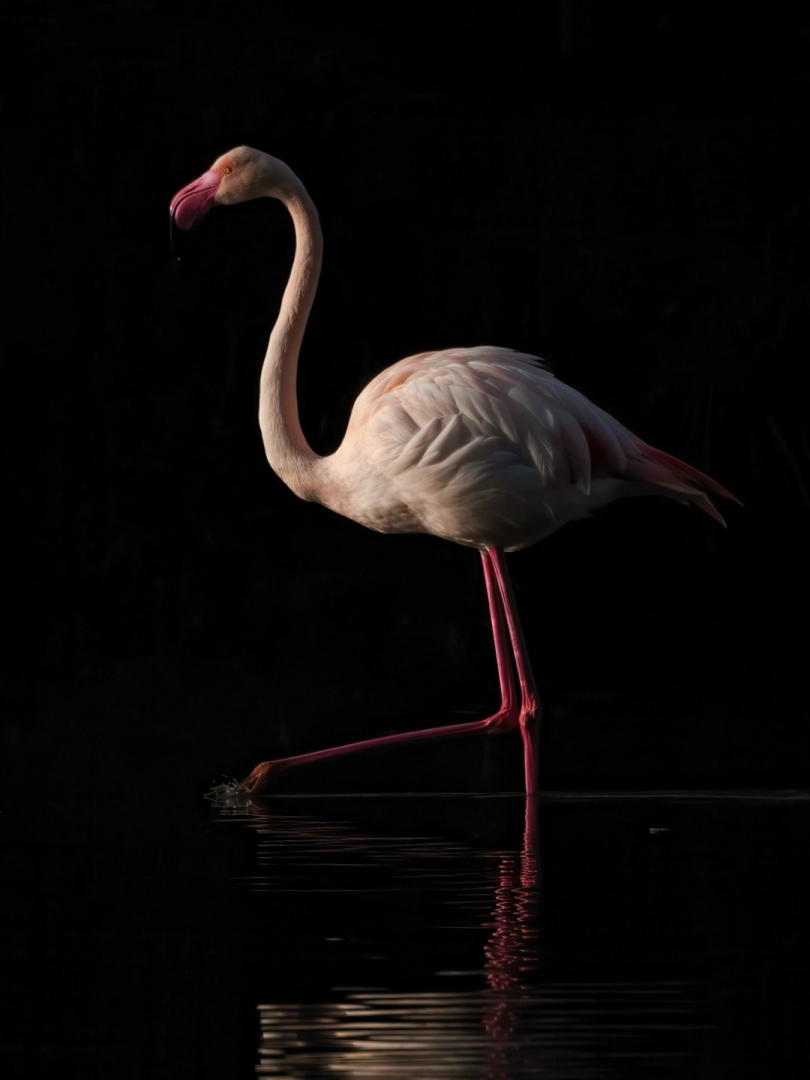 Flamenc a La Camarga