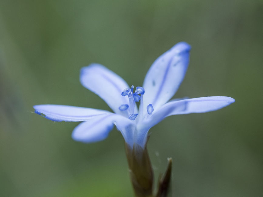 La flor blava