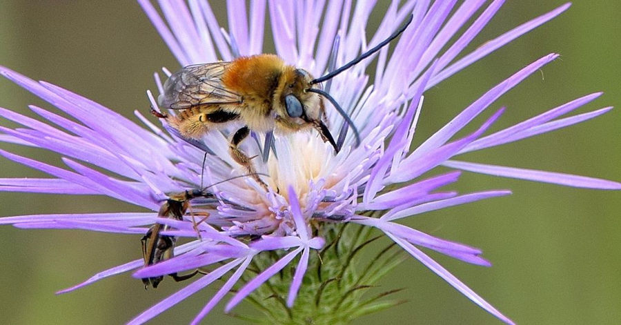 COLORES DE LA NATURALEZA