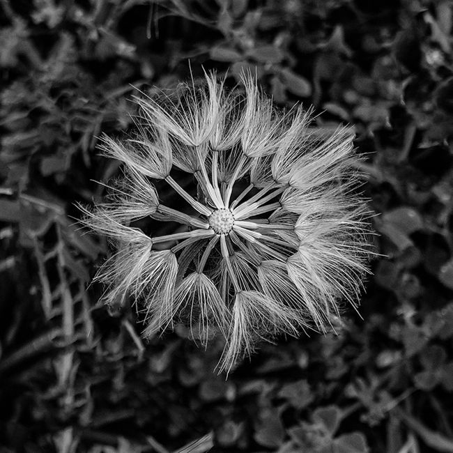 mon vegetal