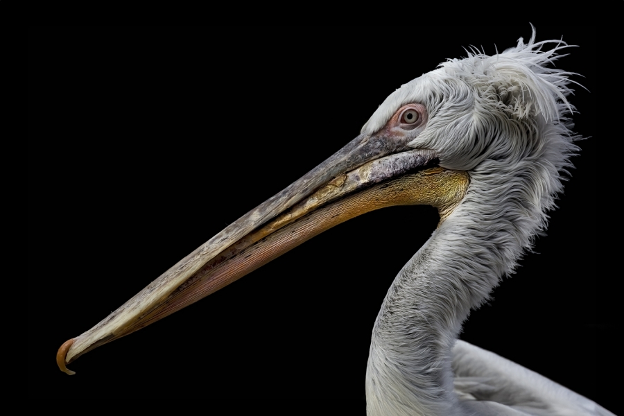 Retrato de un pelicano