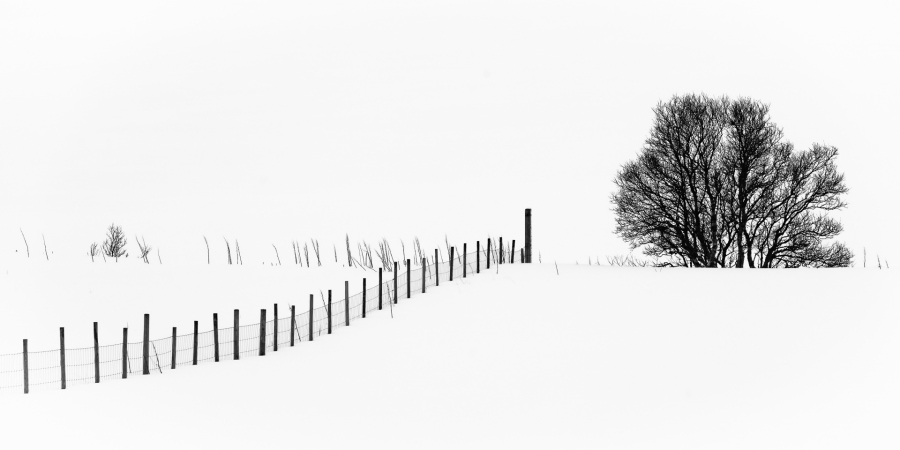 Fence and tree