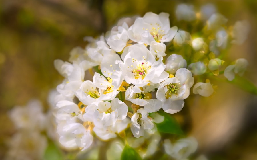 Flors  de Pere