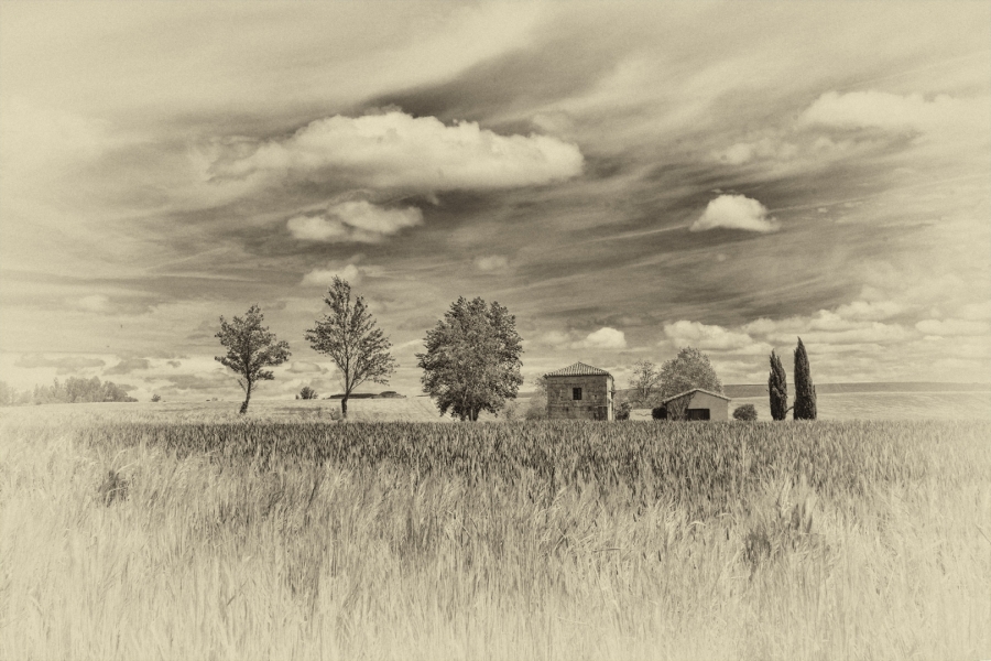 campos de trigo