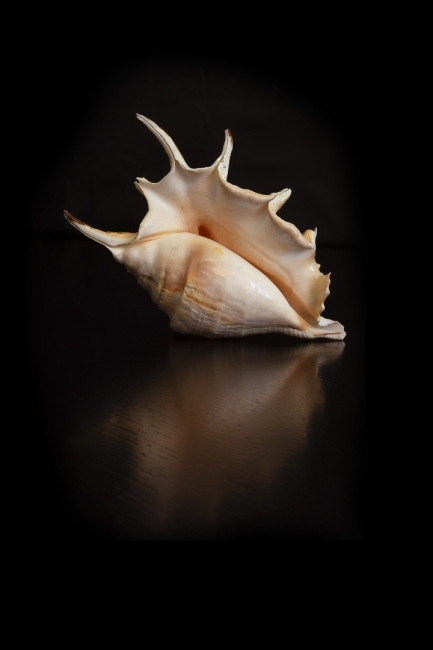 Caracola
