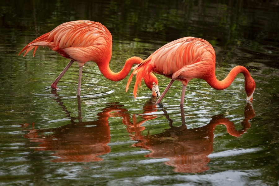 Flamencs
