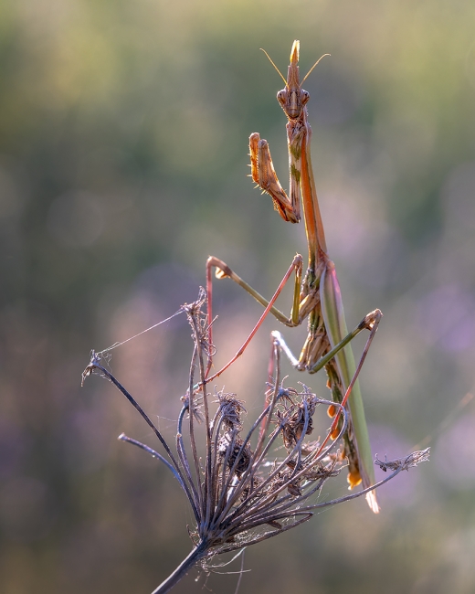 EMPUSA