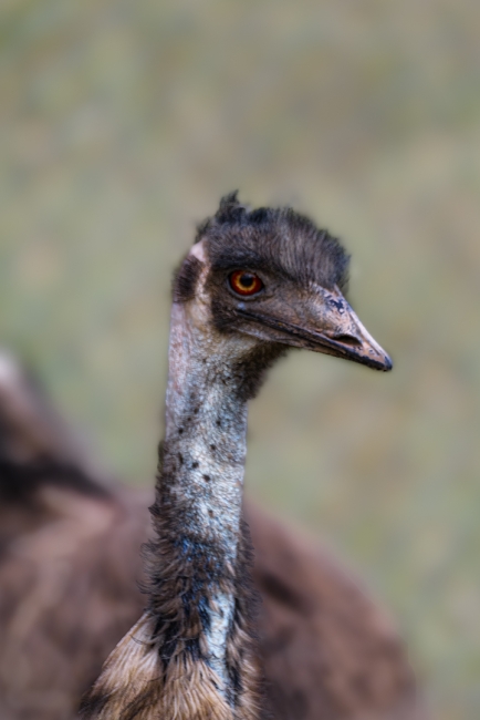 Emu