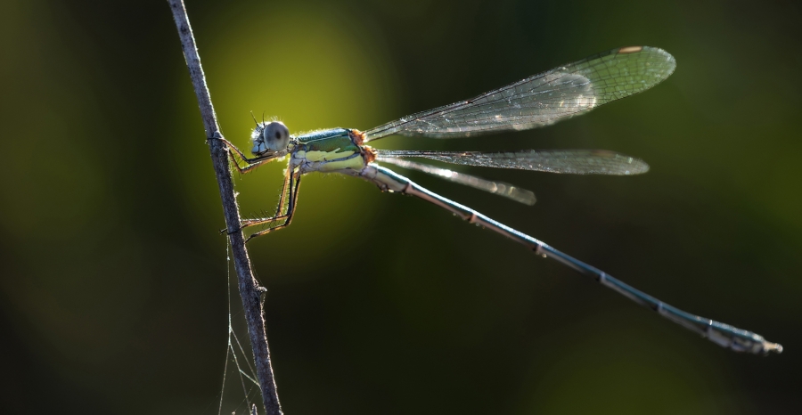 ESPIADIMONIS