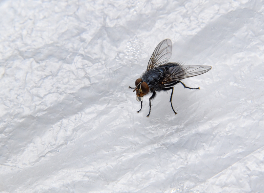 La mosca de la bombolla