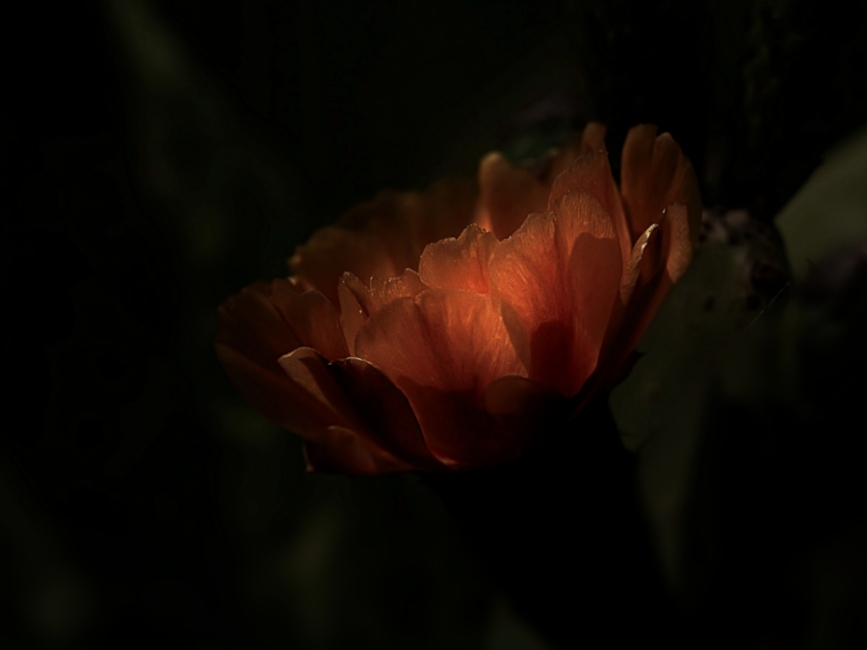 FLOR DE CACTUS