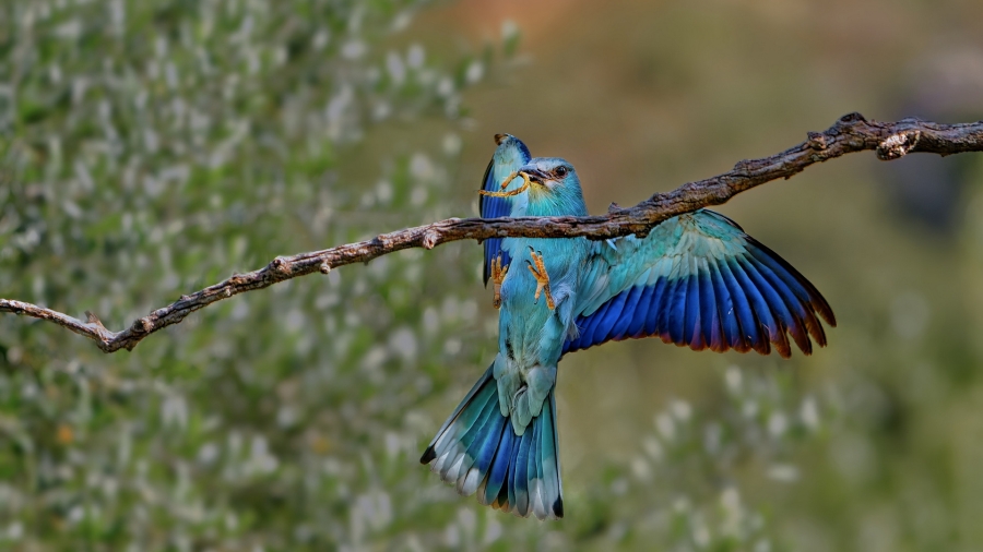 Gaig Blau