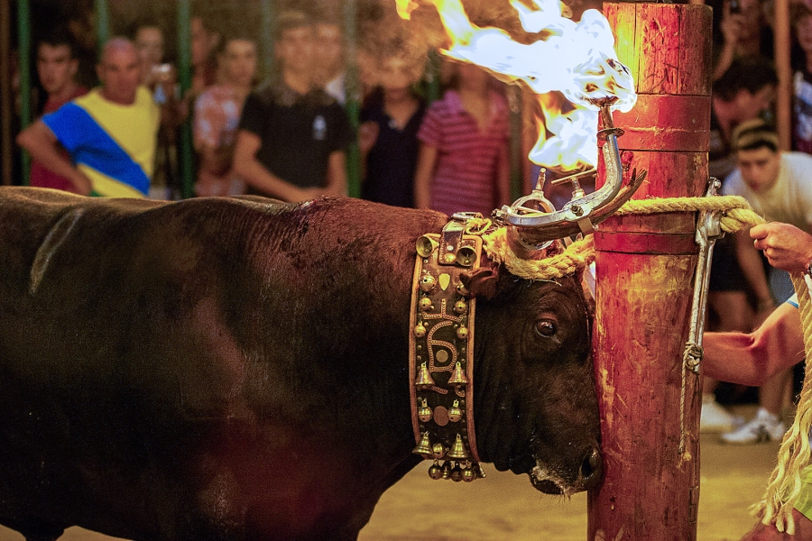 Tradición o maltrato