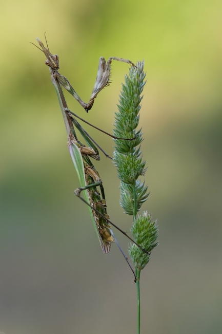 Mantis empussa