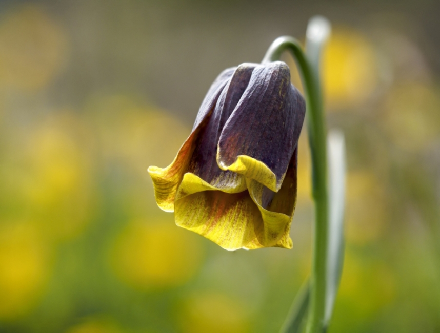 Fritillaria