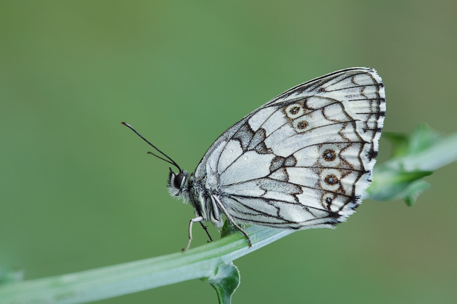 Melanargia lachesis