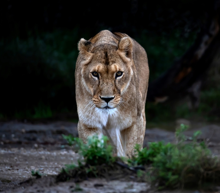 MIRADA