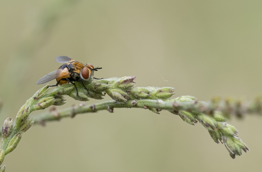 Mosca Cellera