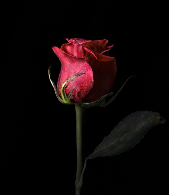 Rosa