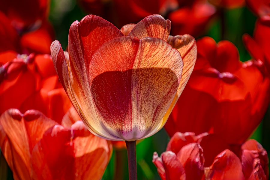 Roselles