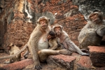 Familia macacos Tai