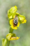 Abellera amb abella