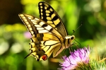 Papilio Macaón
