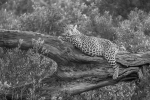 Lleopard en l'arbre