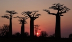 Baobao Madagascar