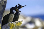 parella corbs marins emplomallats a Hornoya, Varanger