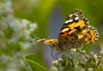 Flors i papallones