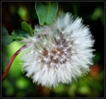 En flor