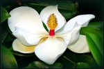 En flor.