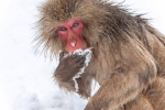 Snowmonkey