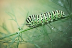 Papilio machaon