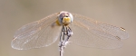 Libelula